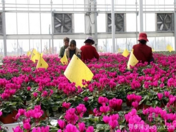 扬州高邮：每天发货30万株，花工厂绽放乡村振兴致富花