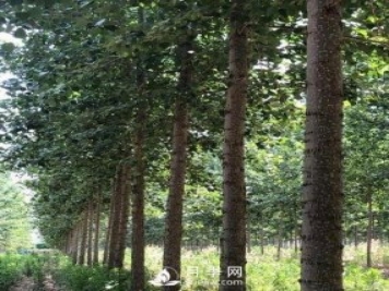河南周口：培育出不飞絮的杨树新品种