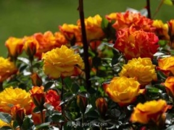 安阳市滑县森林公园月季花开放，赏花打卡正当时