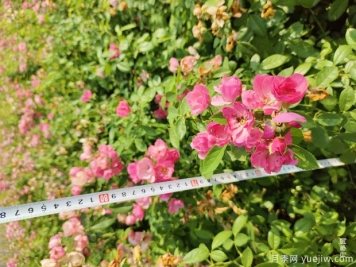 安吉拉月季盆栽苗，60厘米高基地发货