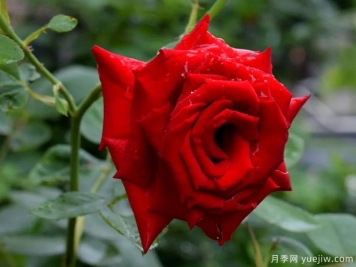 2023年情人节十大玫瑰品种销量榜，卡罗拉位居首位