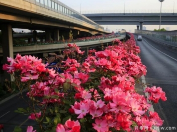 30万株新品种，杭州高架月季会带来什么样的惊喜？