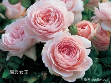 100种月季玫瑰品种图鉴大全，你认识有没有超过10个？