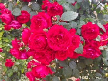 6款红色系的藤本月季品种，适合打造网红花墙
