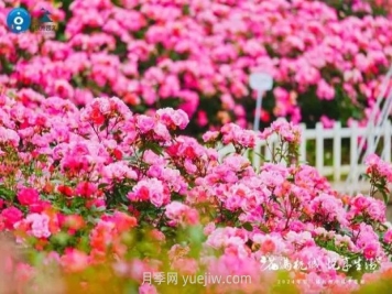 2024年第二届杭州市月季花展举办，赏500万株月季