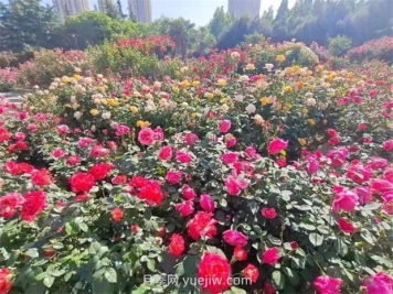 郑州月季公园40万株月季竞相绽放，感受花漾生活