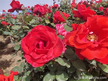 月季、玫瑰、蔷薇分别是什么？如何区别？
