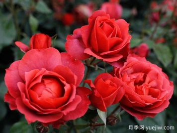 21朵玫瑰：不只是浪漫，还藏着这些深意