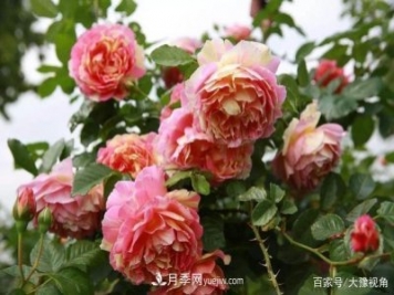 河南省各市市花，洛阳牡丹最出名，月季最受欢迎
